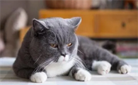 猫可以活几年