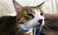 猫感冒能自愈吗