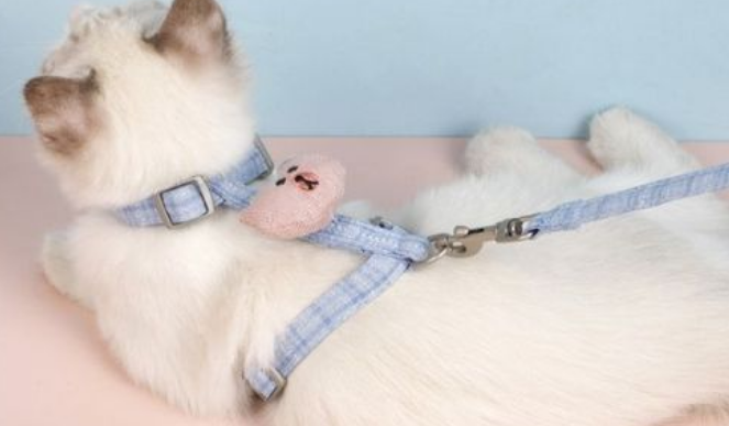 猫在家用牵引绳拴着行吗