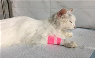 猫瘟能治好吗