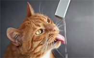 猫能喝自来水吗
