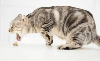 猫咪拉血呕吐怎么回事