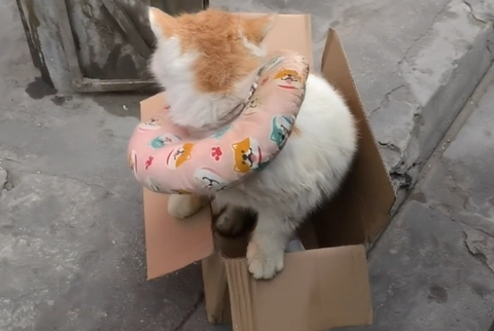生病就被抛弃?加菲猫被带走时已经看不见了 生病就被抛弃?加菲猫被带走时已经看不见了