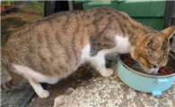 九个月的猫会怀孕吗