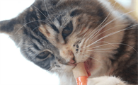 猫能吃火腿肠吗