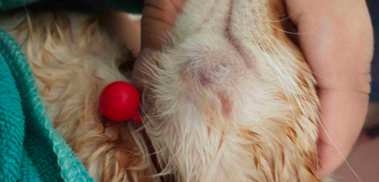 猫咪皮下有个大包怎么回事 猫咪皮下有个大包怎么回事