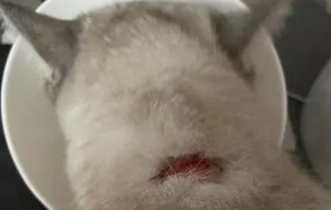 猫癣长什么样