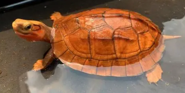金钱龟特征有哪些？想养的来看看吧