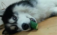狗狗能吃黄瓜吗