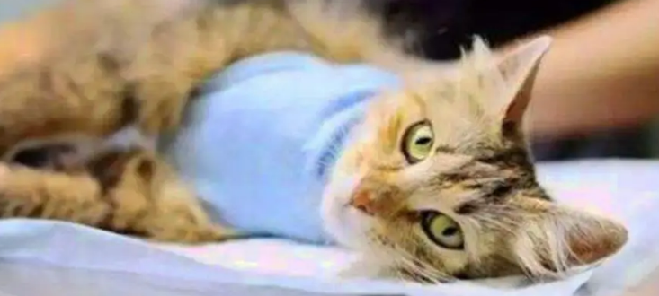 猫多大可以绝育