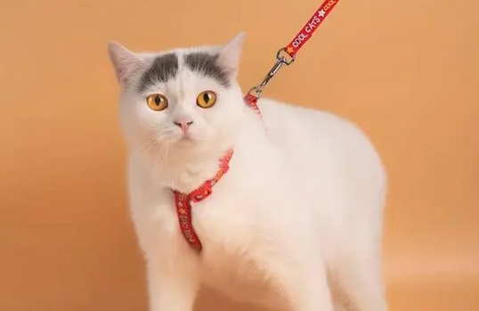 猫咪的牵引绳多少钱