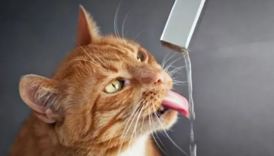 猫能喝自来水吗