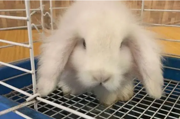 英国短毛垂耳兔要打疫苗吗?最好接种