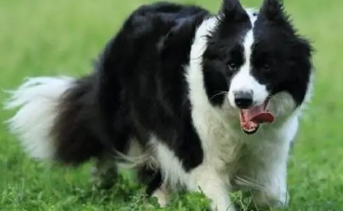 边境牧羊犬多久断奶？主人来看看吧