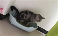 猫要大便小便的信号？