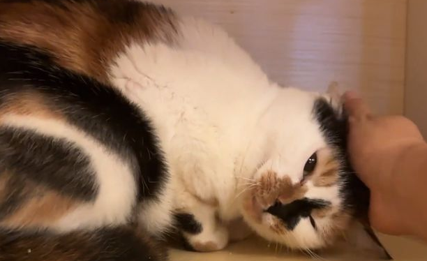 被车碾压的流浪猫，竟主动跳进箱子求人带走