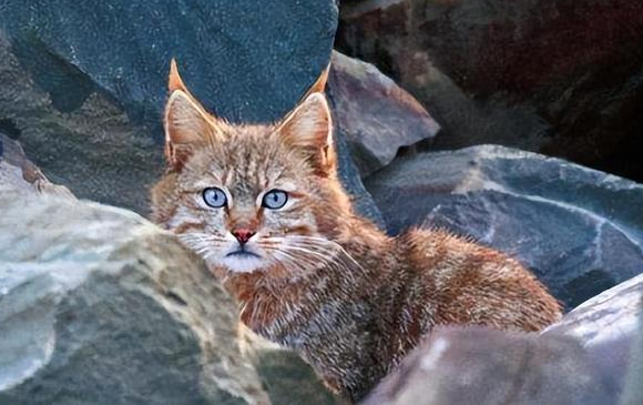 青海门源发现荒漠猫,入户咬死百只鸡不走 青海门源发现荒漠猫,入户咬死百只鸡不走