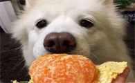 狗狗能吃橘子吗