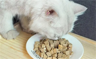猫吃什么食物