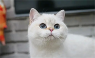 猫的性格特点