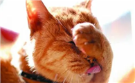 猫洗脸意味着什么意思