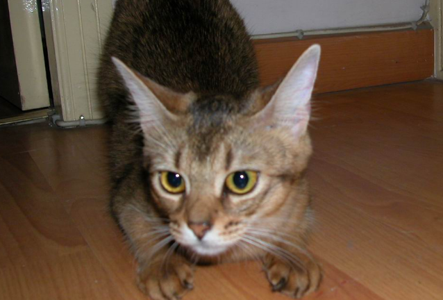 猫多久发情一次