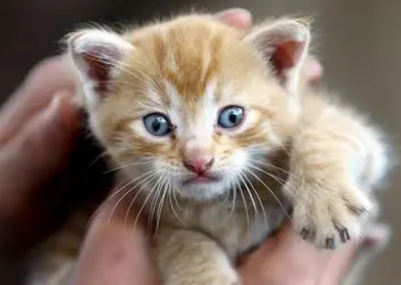 猫可以吃蛋黄吗