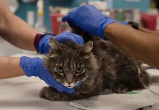 快来瞧瞧,新冠阳性患者的猫怎么处理吧! 快来瞧瞧,新冠阳性患者的猫怎么处理吧!