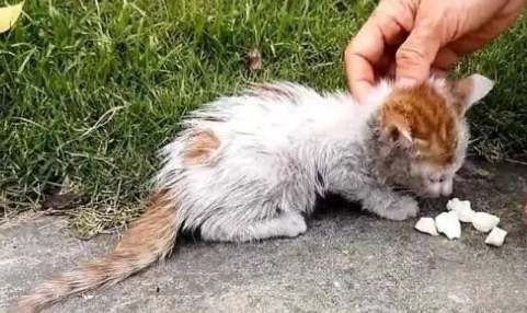 流浪猫缠着你预示着什么