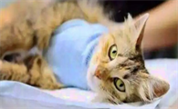 猫多大可以绝育
