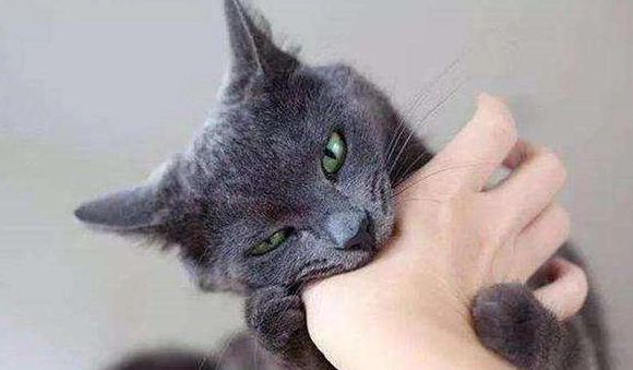 猫咬人怎么办 猫咬人怎么办