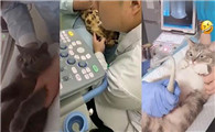 猫咪怀孕几个月可以查b超