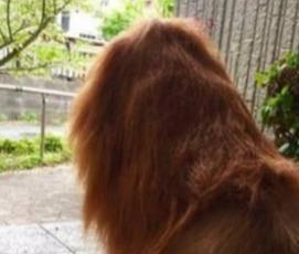 男子怕自己狗被欺负,给狗整了个霸气发型 男子怕自己狗被欺负,给狗整了个霸气发型