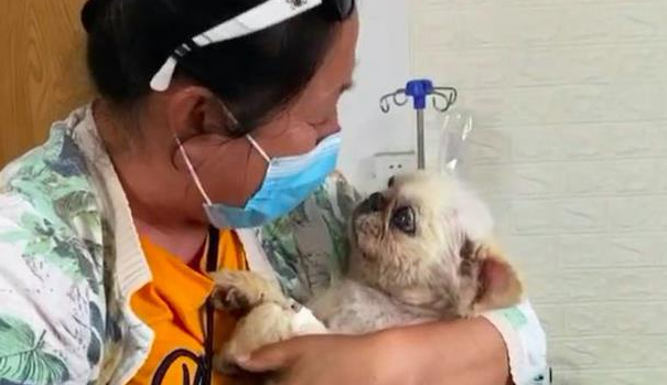 丢半年的京巴犬,竟出现在2千公里以外城市 丢半年的京巴犬,竟出现在2千公里以外城市