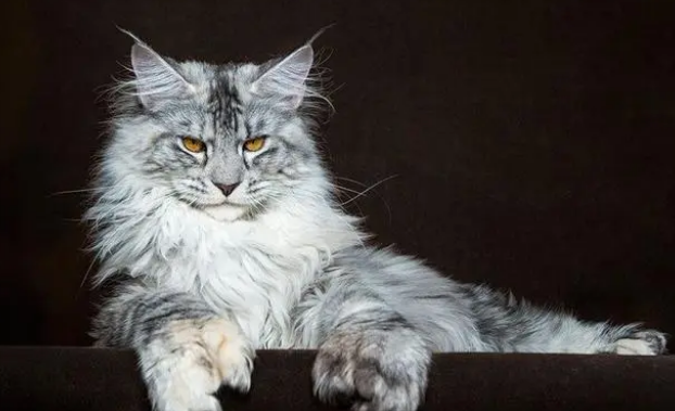 猫腿烂了化脓是怎么回事