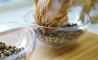 猫粮多久换一次