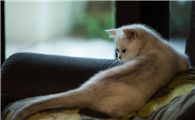 猫咪肠胃炎不治疗会死吗
