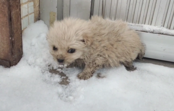 狗狗被抛弃，饥饿的狗狗只能舔雪充饥