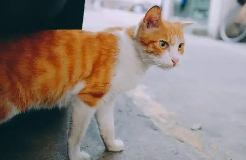 猫丢了怎么办 猫丢了怎么办