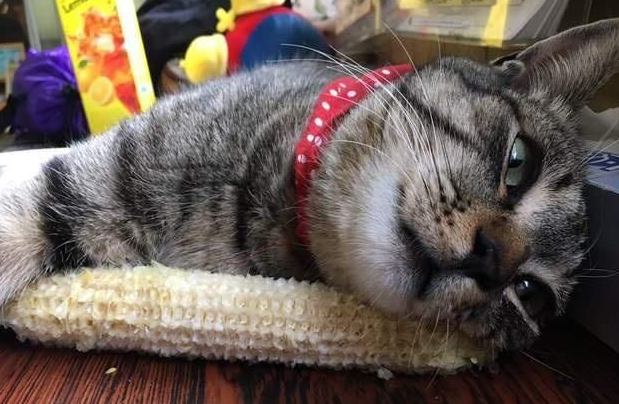 猫咪能吃玉米吗 猫咪能吃玉米吗