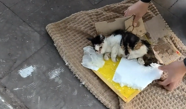 被老鼠粘粘住后的三花猫,获救后,性格大变 被老鼠粘粘住后的三花猫,获救后,性格大变
