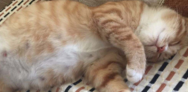 猫肚中死胎多久会腐烂 猫肚中死胎多久会腐烂
