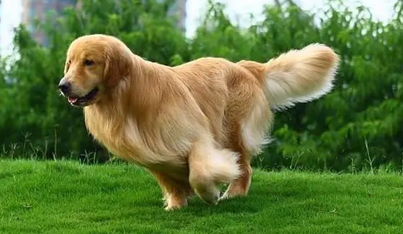 金毛犬怎么训练 金毛犬怎么训练