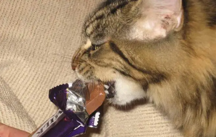 猫能吃巧克力吗