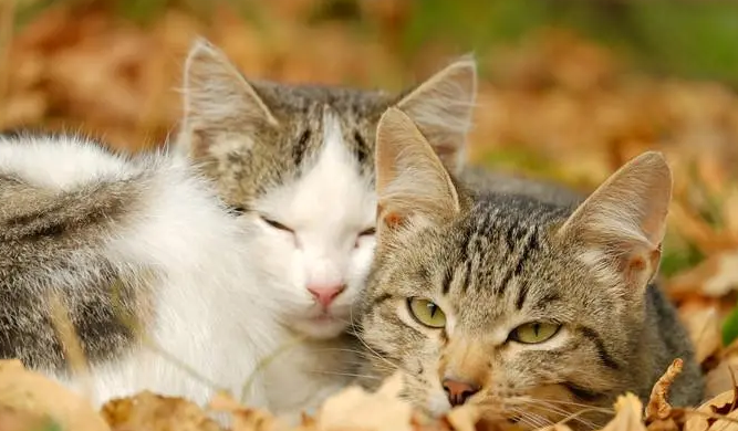 怎么看公猫母猫 怎么看公猫母猫