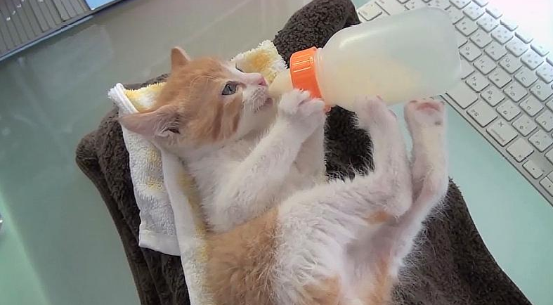 猫咪几个月不喝奶 猫咪几个月不喝奶