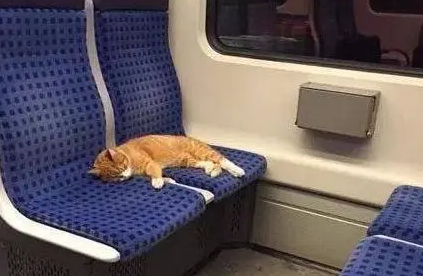 猫可以坐地铁吗