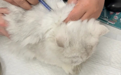 猫瘟检测结果为携带