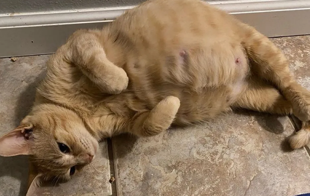 猫怀孕多久生