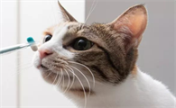 猫吃多西环素的副作用有哪些